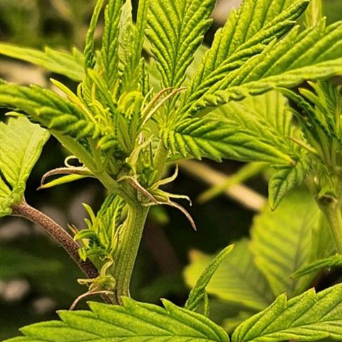 Strawberry Cough Feminized growlog timeline photo