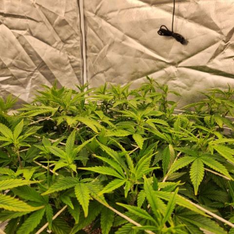 Strawberry Cough Feminized growlog timeline photo
