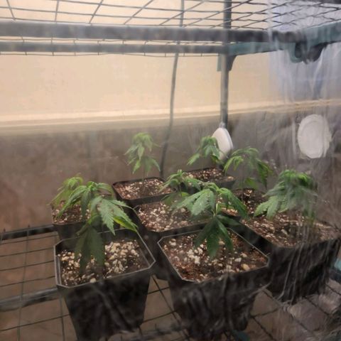 Strawberry Cough Clone growlog timeline photo