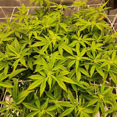 Strawberry Cough Feminized growlog timeline photo