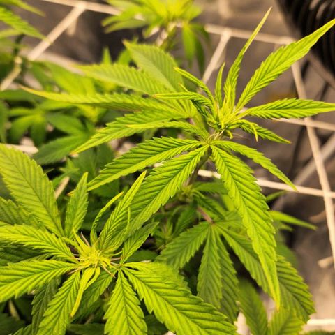 Strawberry Cough Feminized growlog timeline photo