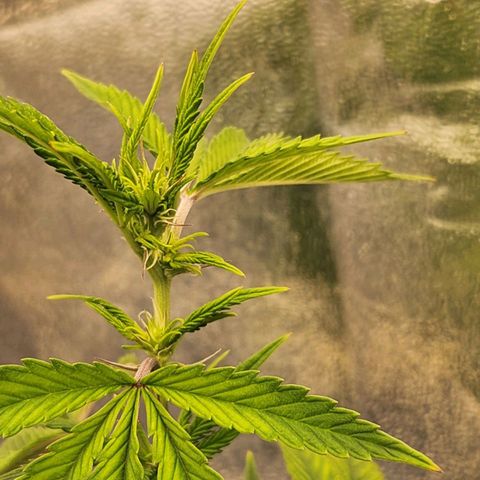 Strawberry Cough Feminized growlog timeline photo