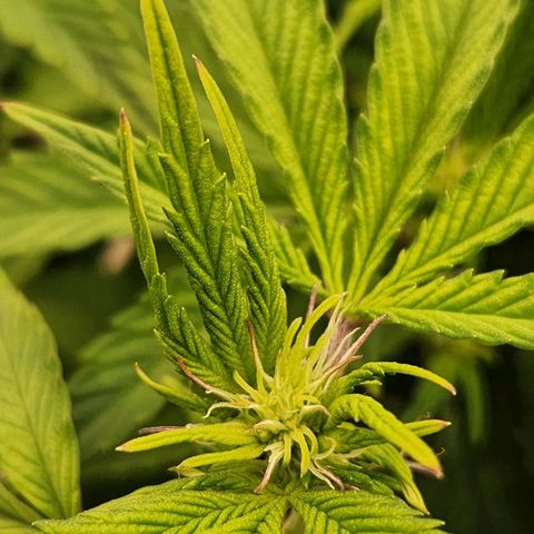 Strawberry Cough Feminized growlog timeline photo