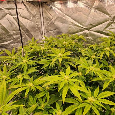Strawberry Cough Feminized growlog timeline photo