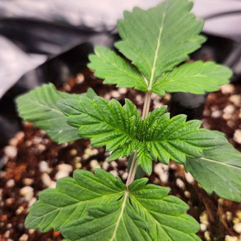 Strawberry Cough Clone growlog timeline photo