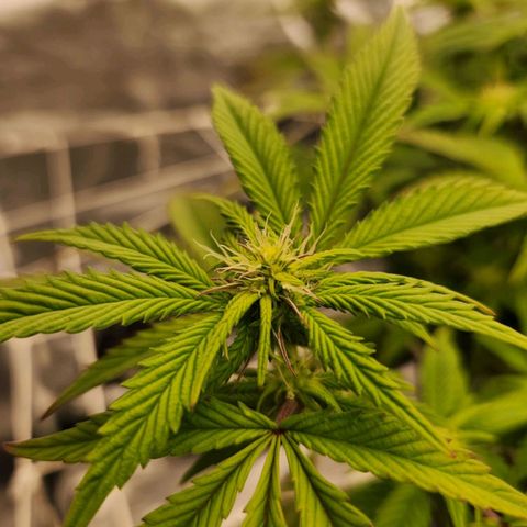 Strawberry Cough Feminized growlog timeline photo