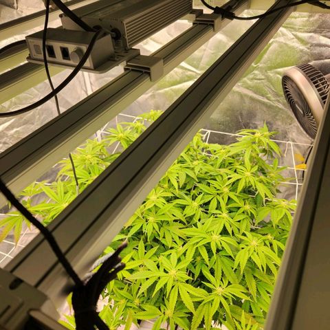 Strawberry Cough Feminized growlog timeline photo
