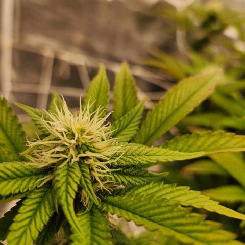 Strawberry Cough Feminized growlog timeline photo