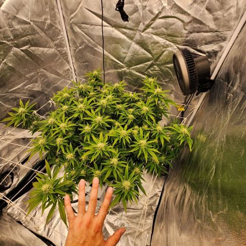 Strawberry Cough Feminized growlog timeline photo