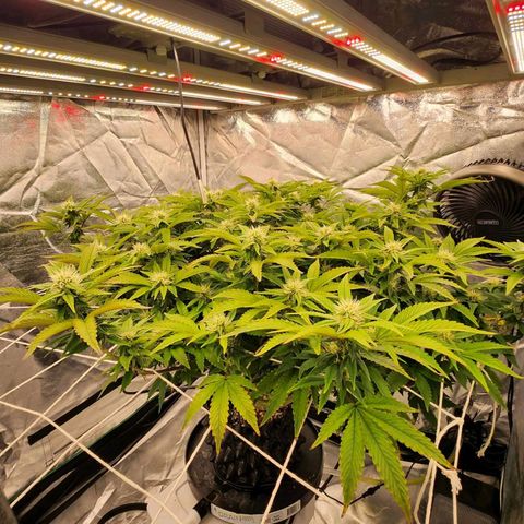 Strawberry Cough Feminized growlog timeline photo