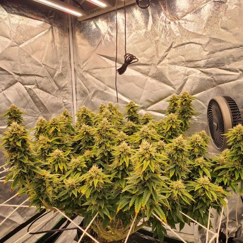 Strawberry Cough Feminized growlog timeline photo