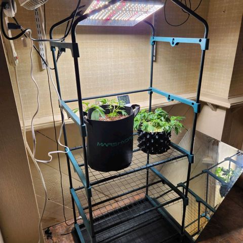 Strawberry Cough Clone growlog timeline photo