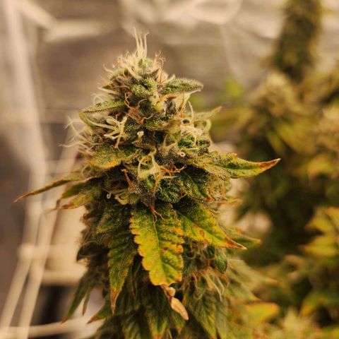 Strawberry Cough Feminized growlog photo: Starting week 6 of flowering