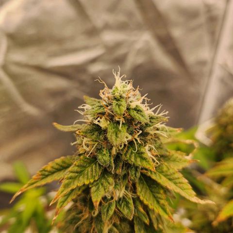 Strawberry Cough Feminized growlog photo: Starting week 6 of flowering