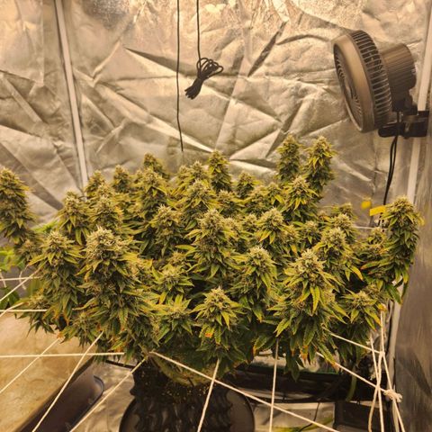 Strawberry Cough Feminized growlog photo: Starting week 6 of flowering