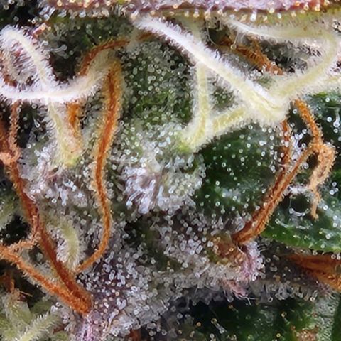 Strawberry Cough Feminized growlog timeline photo