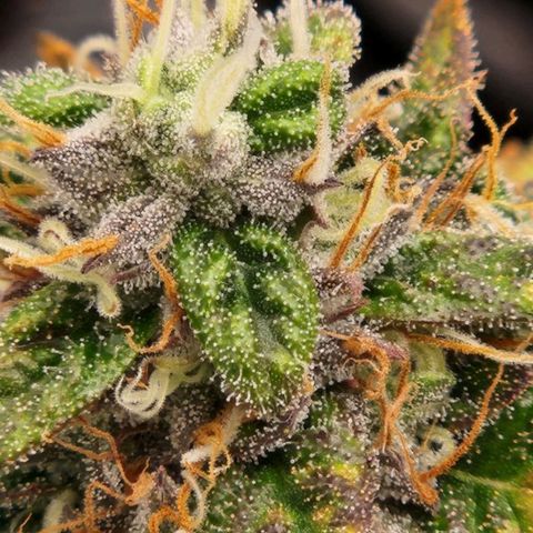 Strawberry Cough Feminized growlog timeline photo