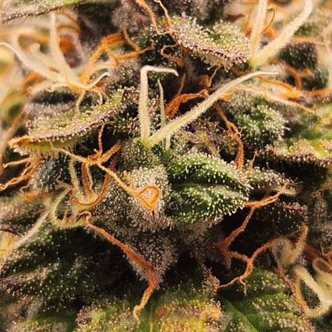 Strawberry Cough Feminized growlog timeline photo
