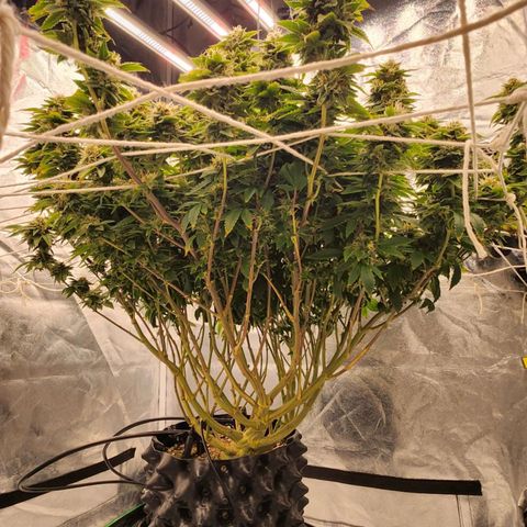 Strawberry Cough Feminized growlog timeline photo