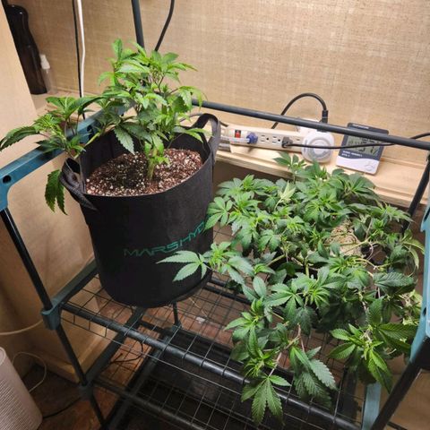 Strawberry Cough Clone growlog timeline photo