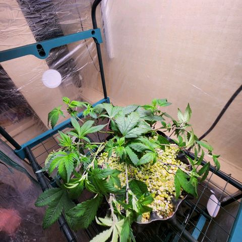 Strawberry Cough Clone growlog timeline photo