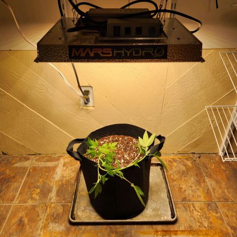 Strawberry Cough Clone growlog timeline photo