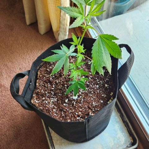 Strawberry Cough Clone growlog timeline photo
