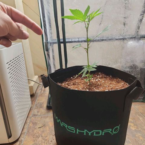 Strawberry Cough Clone growlog timeline photo