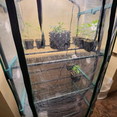 Strawberry Cough Clone growlog timeline photo