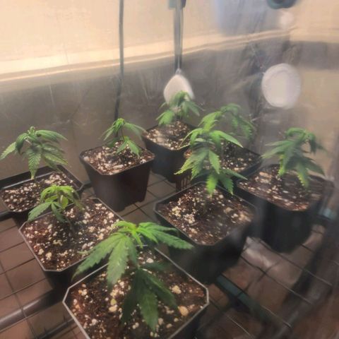 Strawberry Cough Clone growlog timeline photo