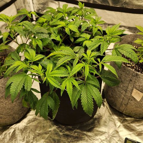 Strawberry Cough Clone growlog timeline photo