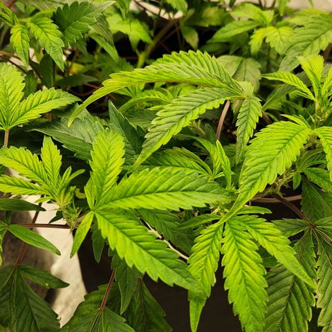 Strawberry Cough Clone growlog timeline photo