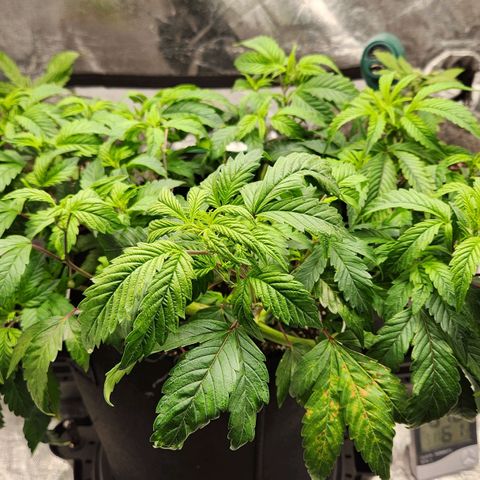 Strawberry Cough Clone growlog timeline photo