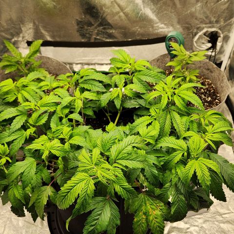 Strawberry Cough Clone growlog timeline photo