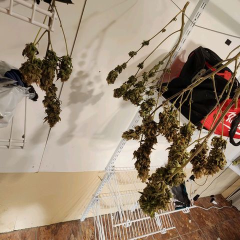 Strawberry Cough Feminized growlog timeline photo