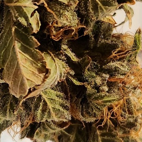 Strawberry Cough Feminized growlog timeline photo