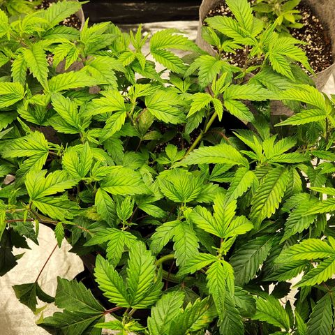 Strawberry Cough Clone growlog timeline photo