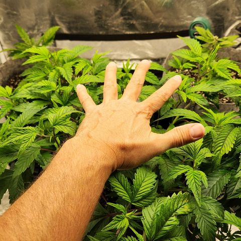 Strawberry Cough Clone growlog timeline photo