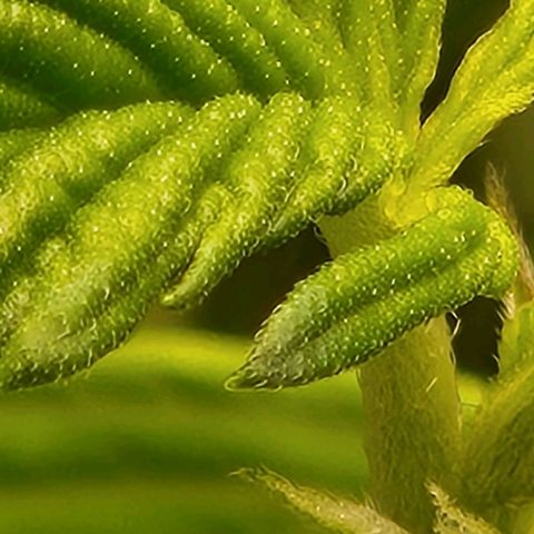 Strawberry Cough Clone growlog timeline photo