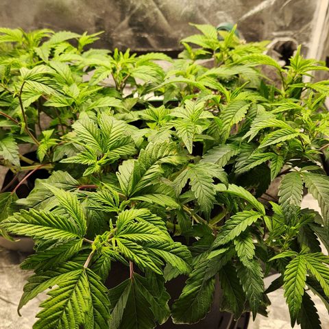 Strawberry Cough Clone growlog timeline photo