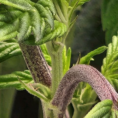 Strawberry Cough Clone growlog timeline photo