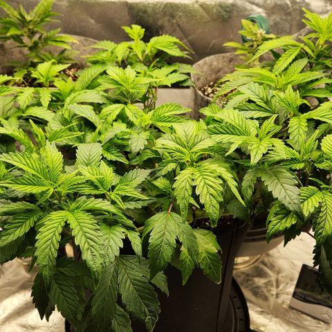 Strawberry Cough Clone growlog timeline photo