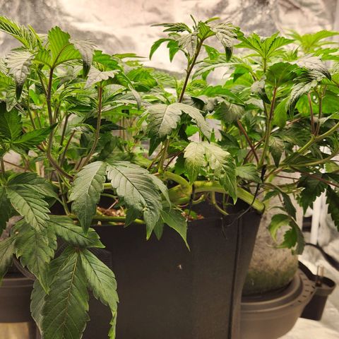 Strawberry Cough Clone growlog timeline photo