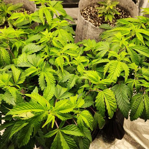 Strawberry Cough Clone growlog timeline photo