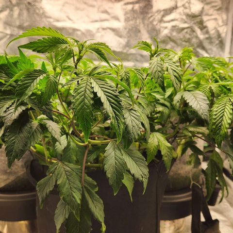Strawberry Cough Clone growlog timeline photo