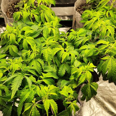 Strawberry Cough Clone growlog timeline photo