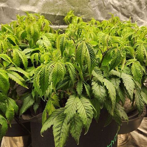 Strawberry Cough Clone growlog timeline photo
