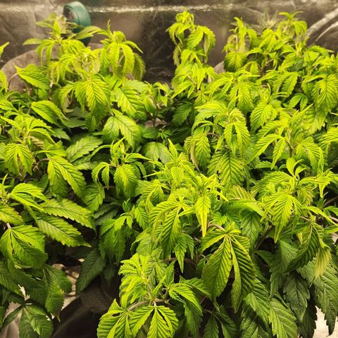 Strawberry Cough Clone growlog timeline photo