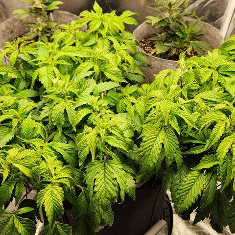 Strawberry Cough Clone growlog timeline photo