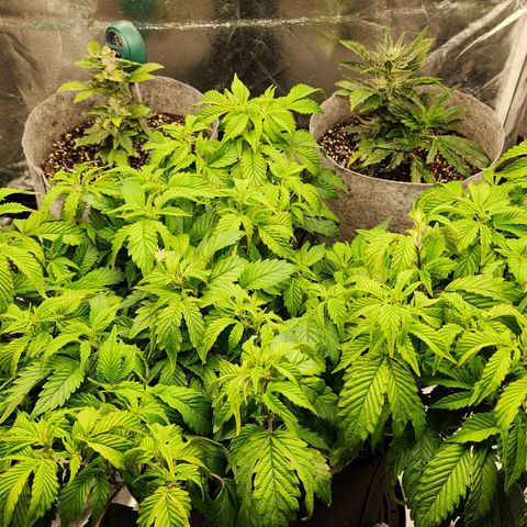 Strawberry Cough Clone growlog timeline photo